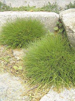 FESTUCA SCOPARIA
