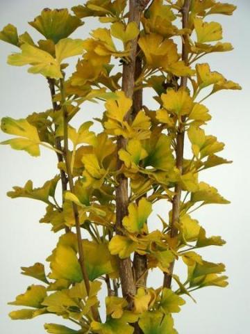 GINKGO BILOBA MENHIR
