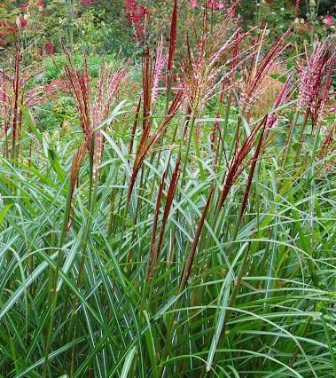 MISCANTHUS S. FERNER OSTEN