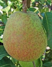 PYRUS COM. DOUBLE PHILIPPE Trad-RGF