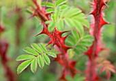 ROSA OMEIENSIS PTERACANTHA