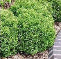 THUJA OCC. TINY TIM