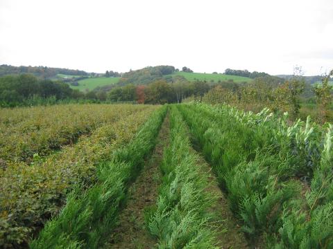 Plants de haies