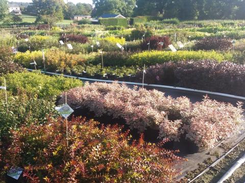 Plantes
