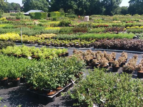 Plantes en pots