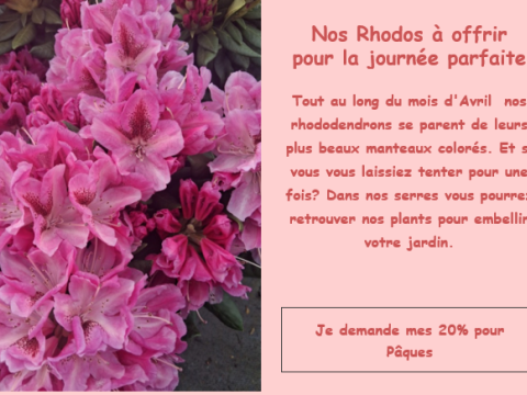 Rhodo