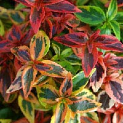 ABELIA GRAND. KALEIDOSCOPE ®