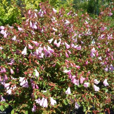 ABELIA GRAND. PINKY BELLS ®