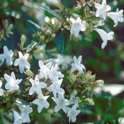 ABELIA GRAND. PROSTATA