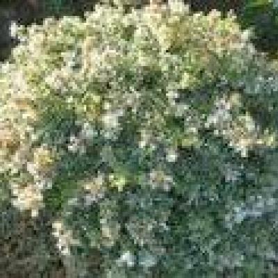 ABELIA GRAND. STEREDENN LEVABES