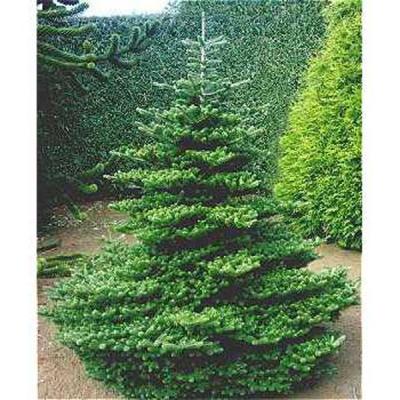 ABIES KOREANA