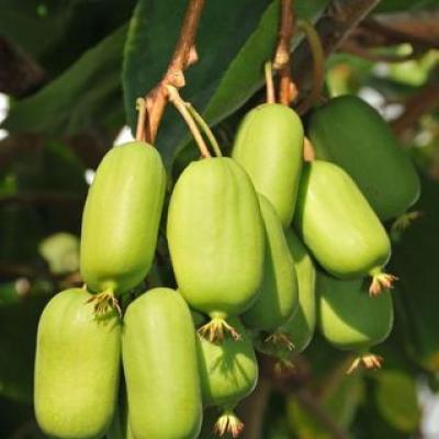 ACTINIDIA ARGUTA JUMBO