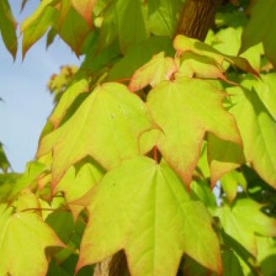 ACER CAPPADOCICUM AUREUM