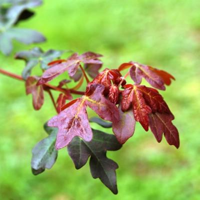 ACER CAMPESTRE 'RED SHINE'