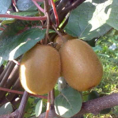 ACTINIDIA DELICIOSA HAYWARD FEMELLE