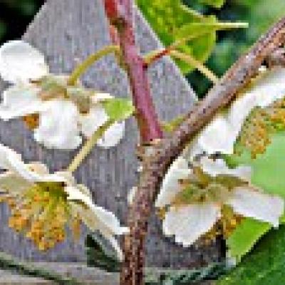 ACTINIDIA DELICIOSA TOMURI MALE