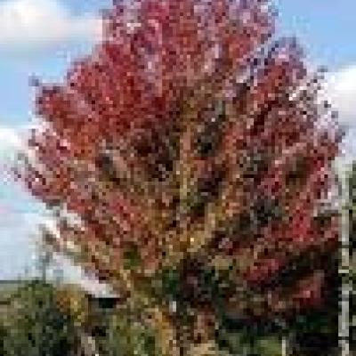 ACER FR.. AUTUMN BLAZE (JEFFERSRED)