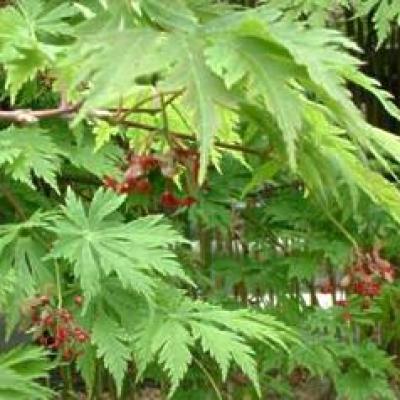 ACER JAP. ACONITIFOLIUM