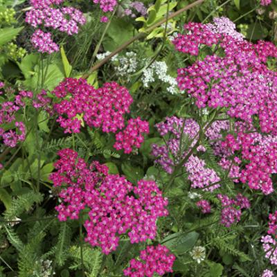 ACHILLEA MILL. CERISE QUEEN