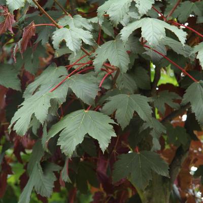 ACER PSEUD ATROPURPUREUM