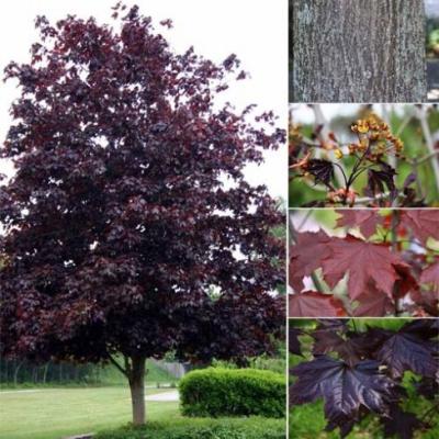 ACER PLAT. FAASSEN'S BLACK