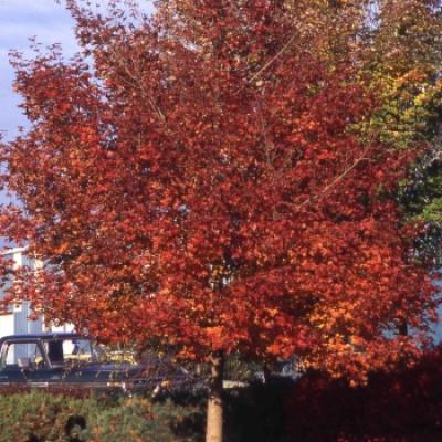 ACER WARRENRED PACIFIC SUNSET®