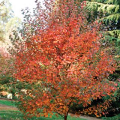 ACER RUBRUM FAIRVEW FLAME