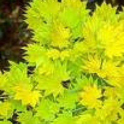 ACER SHIWARASANUM AUREUM