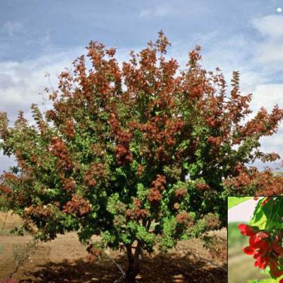 ACER TATARICUM HOT WINGS