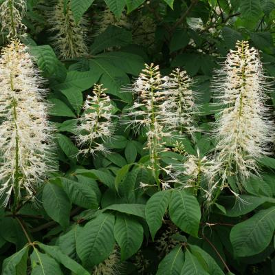 AESCULUS PARVIFLORA