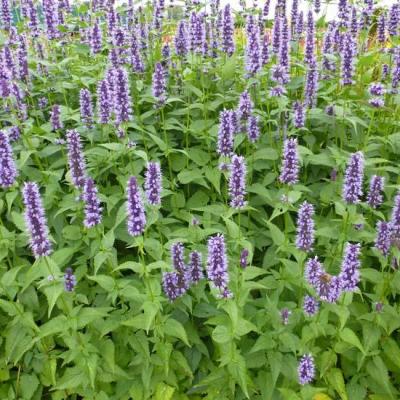 AGASTACHE BLACK ADDER