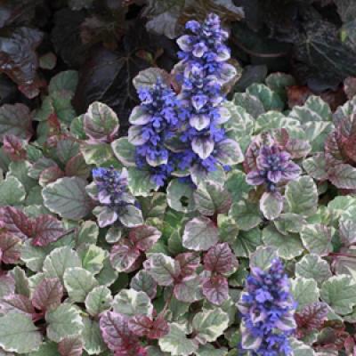 AJUGA REPTANS BURGUNDY GLOW