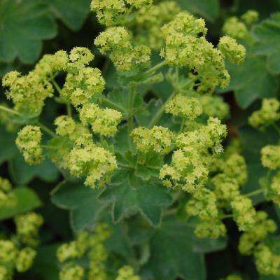 ALCHEMILLA MOLLIS