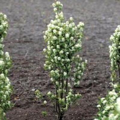 AMELANCHIER ALNIFOLIA 'OBELISK'