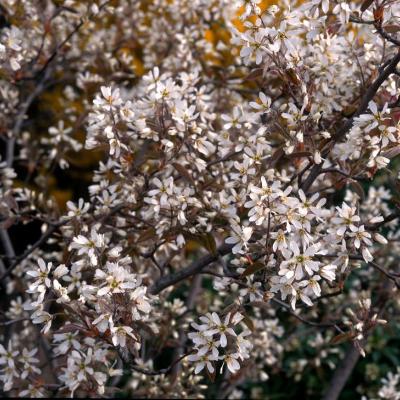 AMELANCHIER LAMARCKII