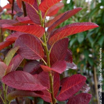 AMELANCHIER L. OCTOBER FLAME