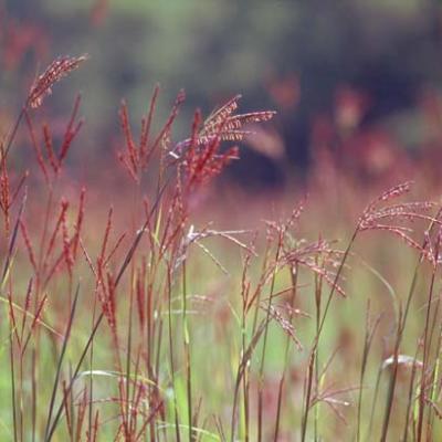 ANDROPOGON GERAARDII