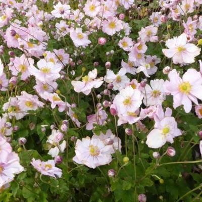 ANEMONE H. KONINGIN CHARLOTTE