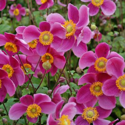 ANEMONE HUPEH. PRINZ HEINRICH