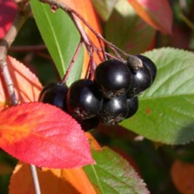 ARONIA MELANOCARPA HUGIN