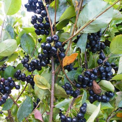 ARONIA MELANOCARPA VIKING