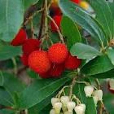 ARBUTUS UNEDO