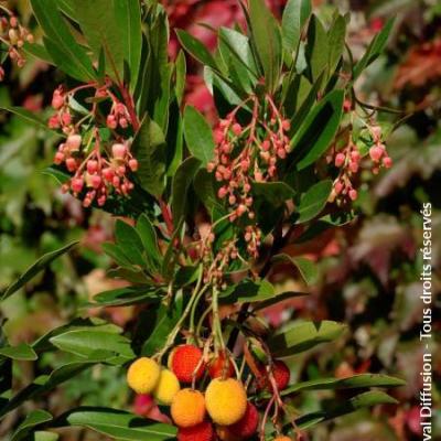 ARBUTUS UNEDO ROSELILY
