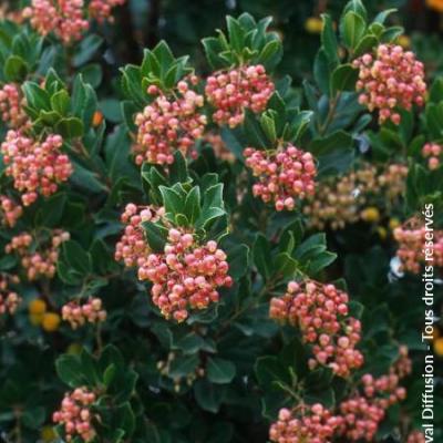 ARBUTUS UNEDO RUBRA