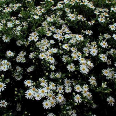 ASTER AGERATOIDES ASHVI