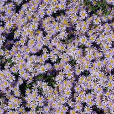 ASTER AGERATOIDES ASRAN