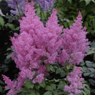 ASTILBE CHIN. PUMILA