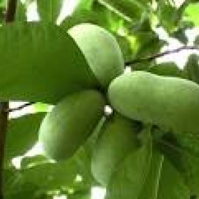 ASIMINA TRILOBA
