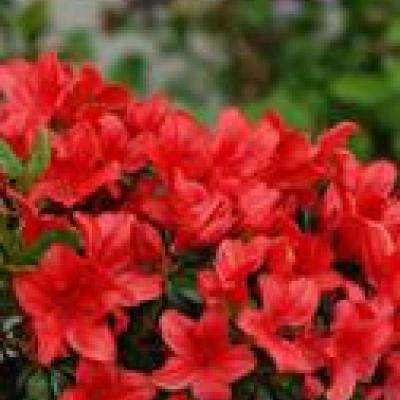 AZALEA (J) ARDEUR