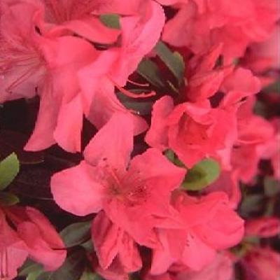 AZALEA (J) GORBELLA